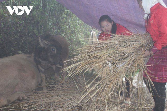 Phòng chống rét đậm, rét hại cho cây trồng, vật nuôi (29/12/2021)